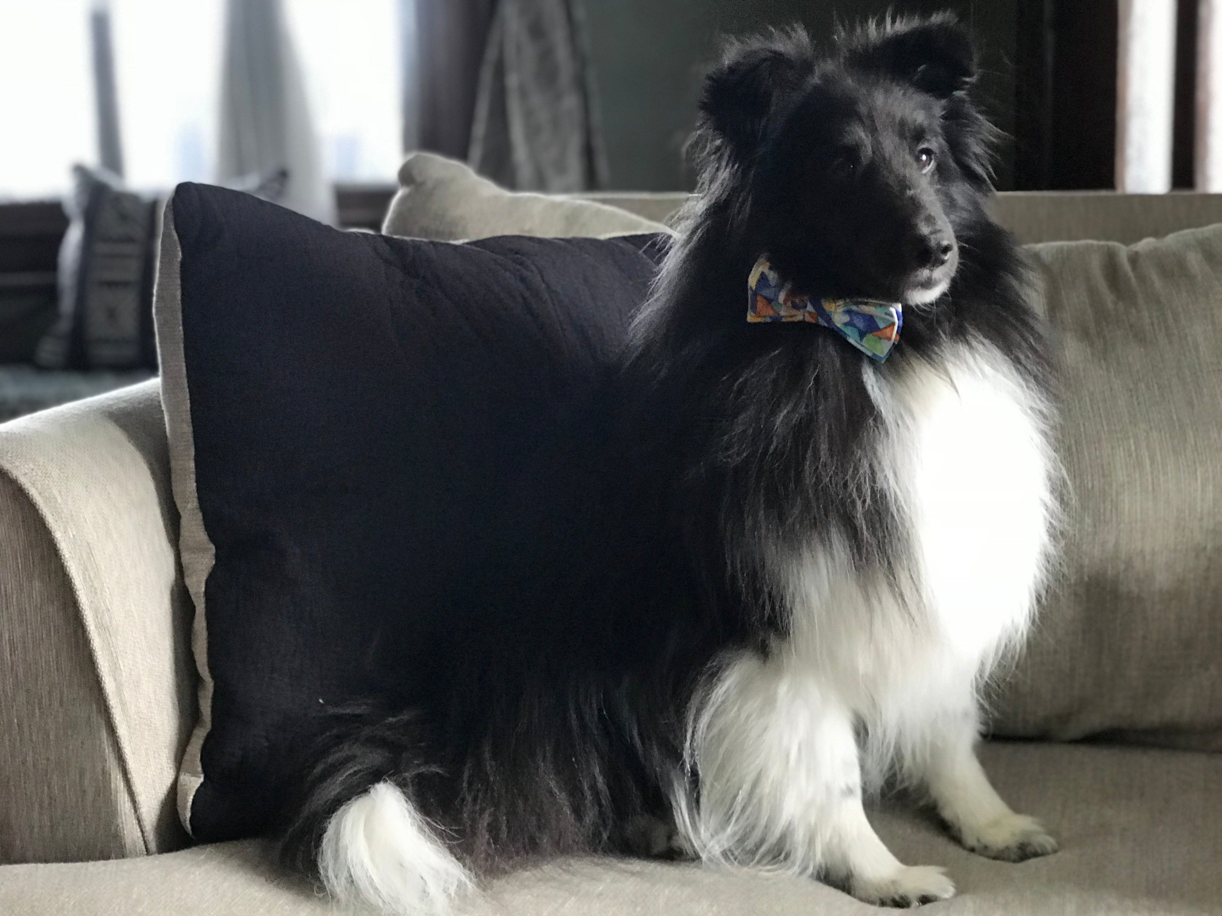 Quilted Inspired Men’s Adjustable Bow Tie with Coordinating Dog Bow Tie